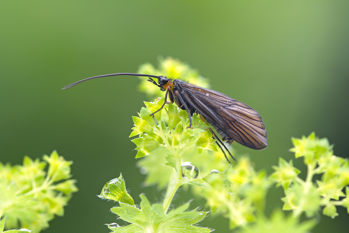 Brachycentrus montanus cf Köcherfliegen 9808 3.jpg