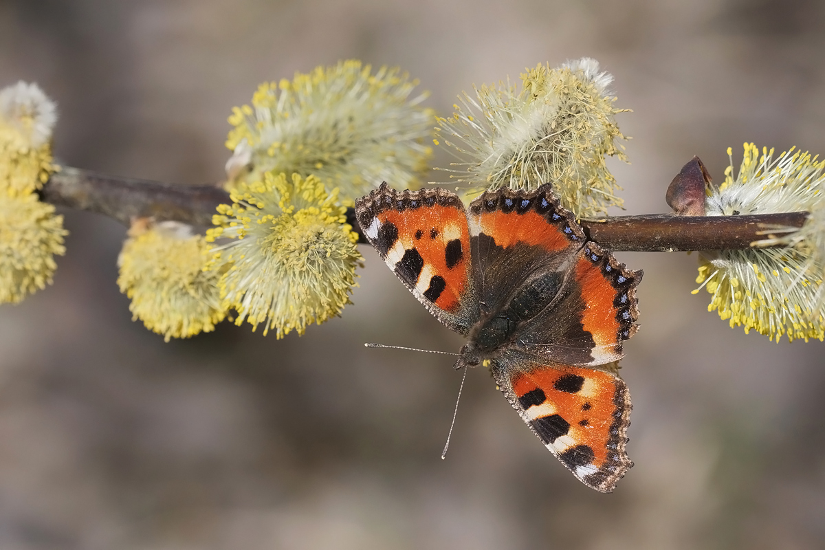 kl-fuchs-327793.jpg