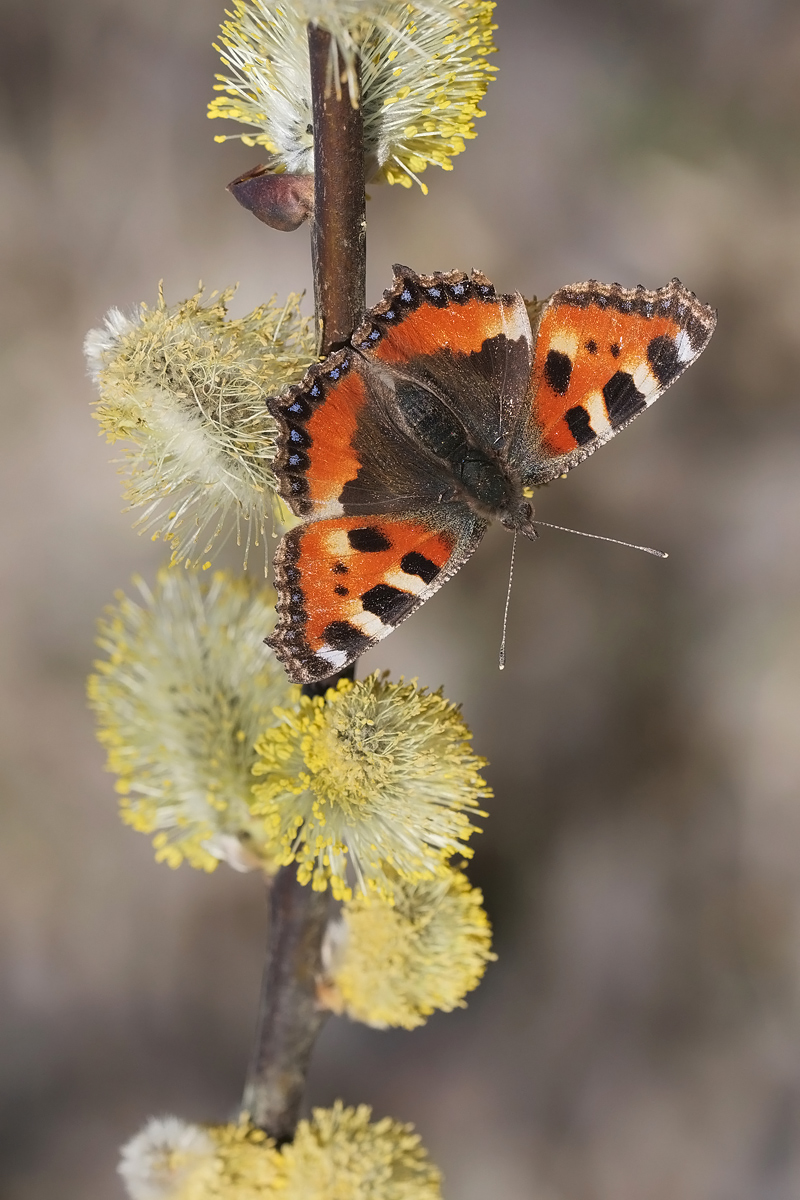 kl-fuchs-gedreht-327793.jpg