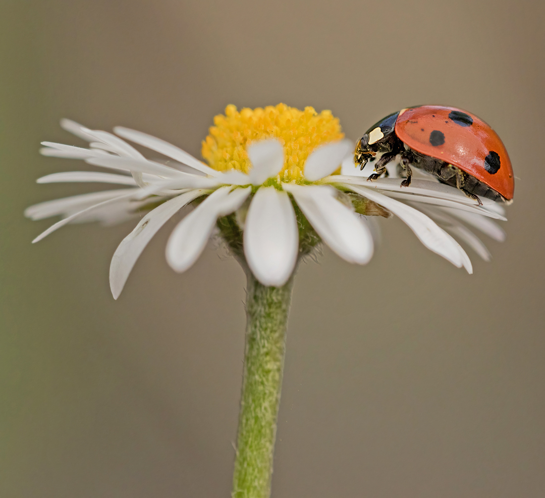 OS_8710NP.jpg