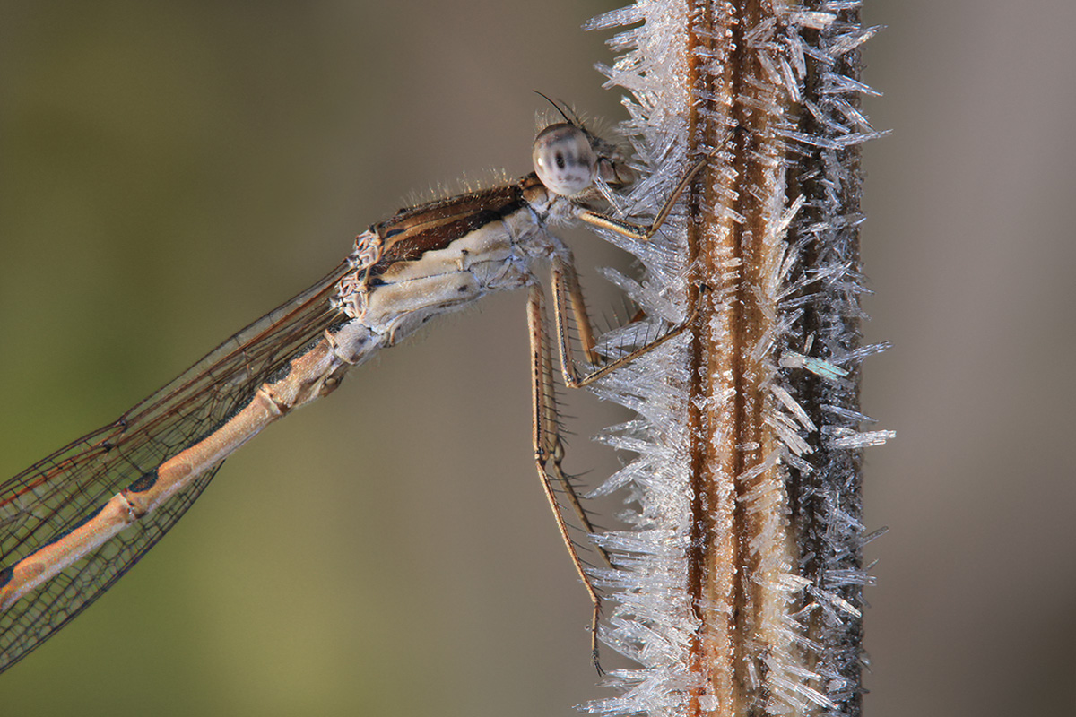 Sympecma fusca_m_frost_portrait_IMG_2488_1200.jpg
