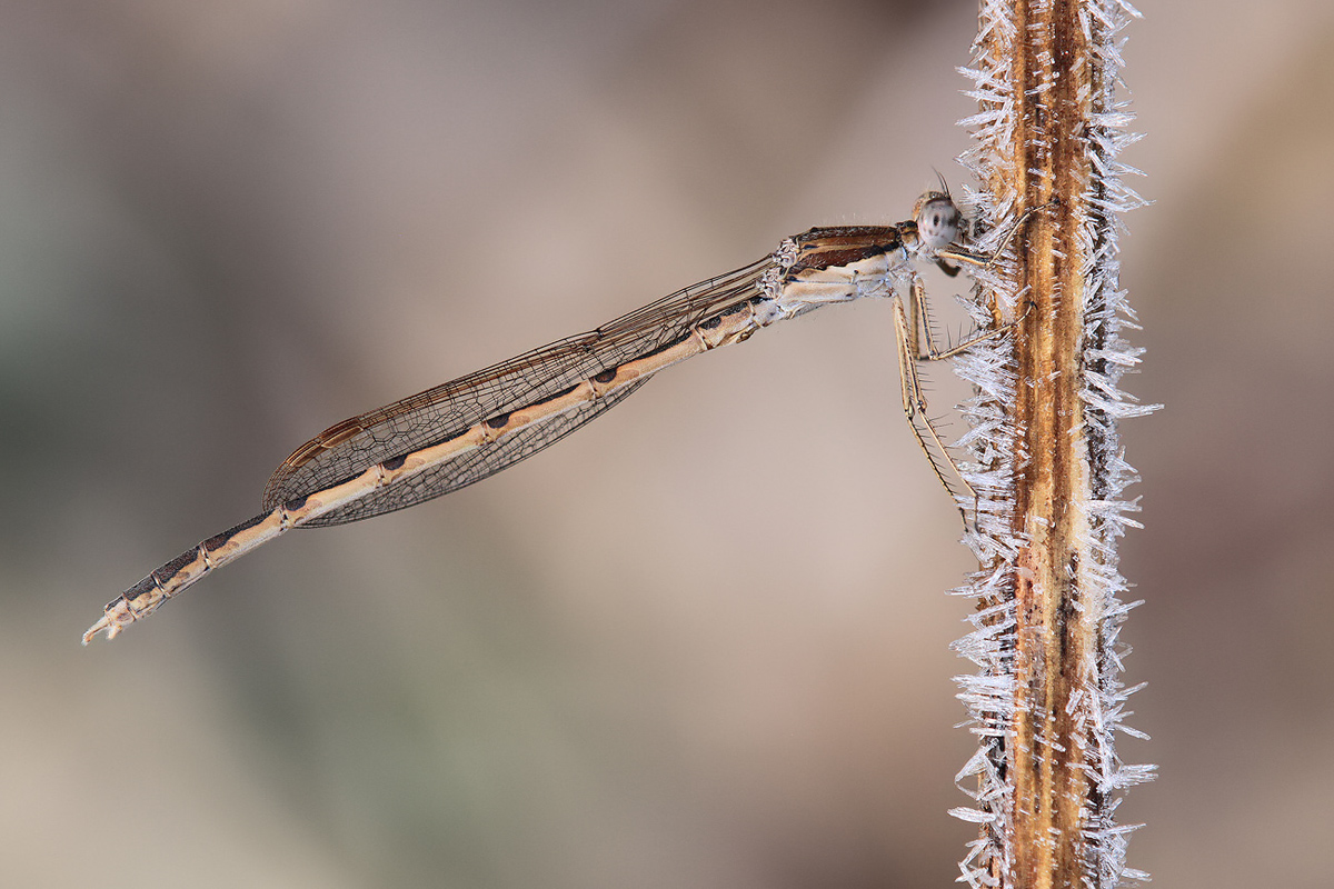 Sympecma fusca_m_frost_IMG_2540_1200.jpg
