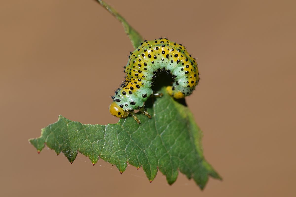 DSC_1780_1.JPG