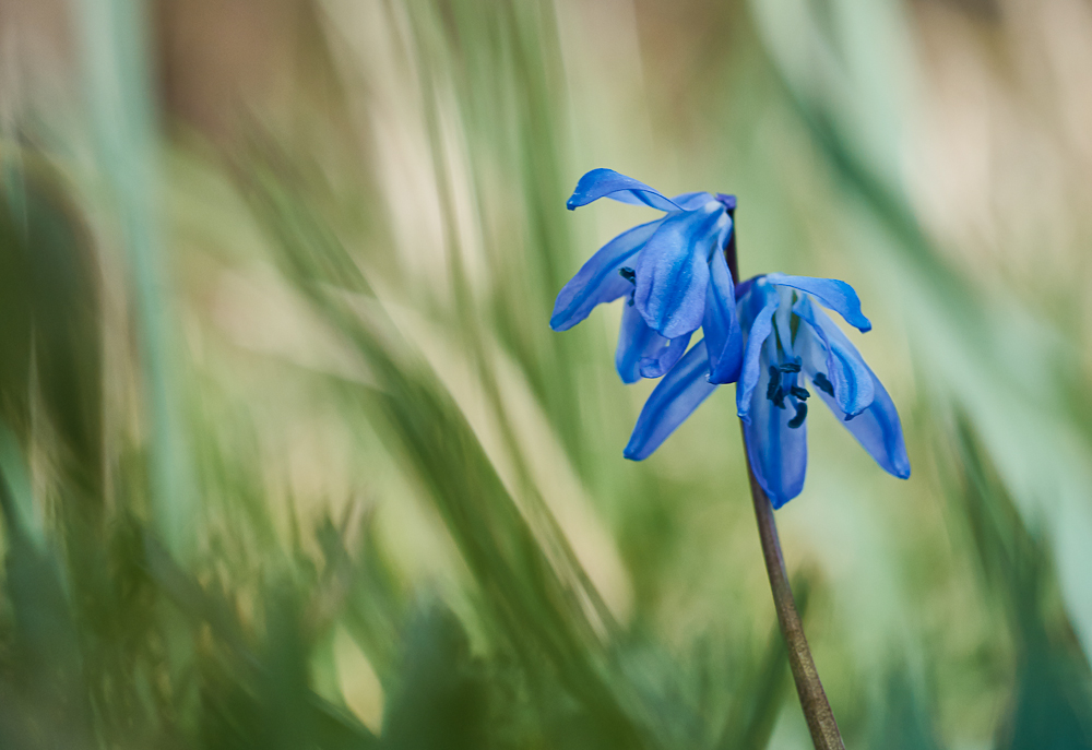 Blausterne.jpg
