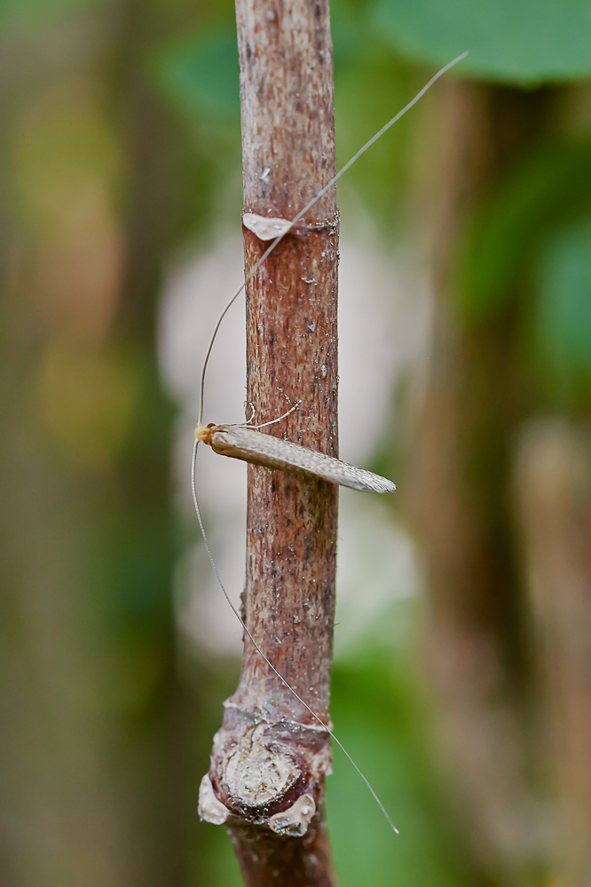 Nematopogon swammerdamella.jpg