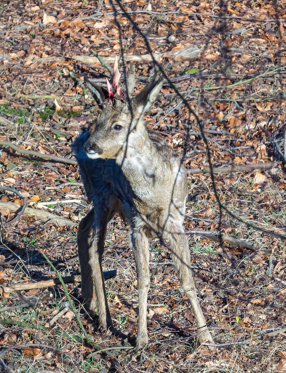 P3020155-1-Reh-Ausschnitt-verkl.jpg