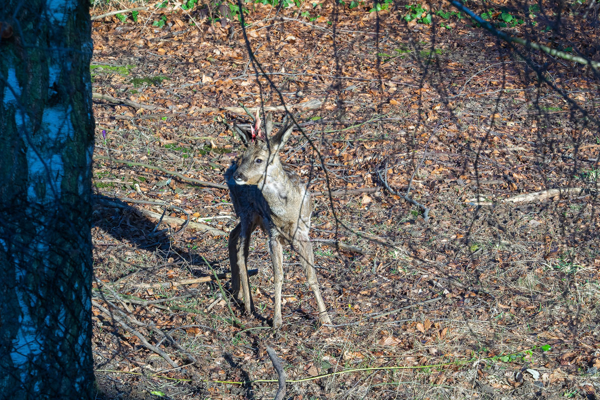 P3020155-1-Reh-verkl.jpg