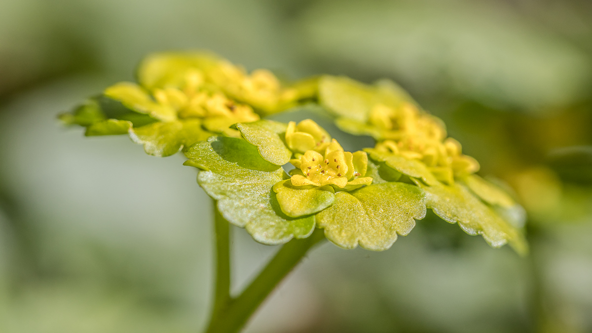 IMG_7014_- Kopie.jpg