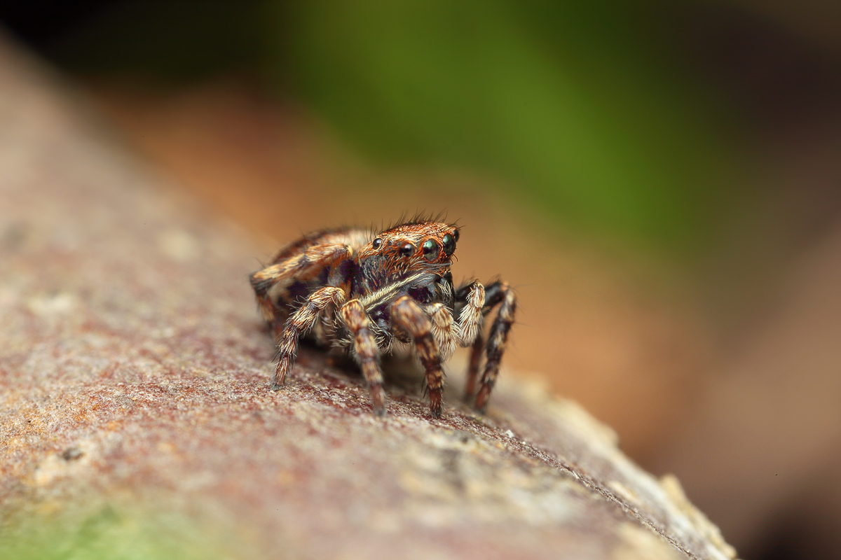 Sittisax saxicola weibchen.jpg