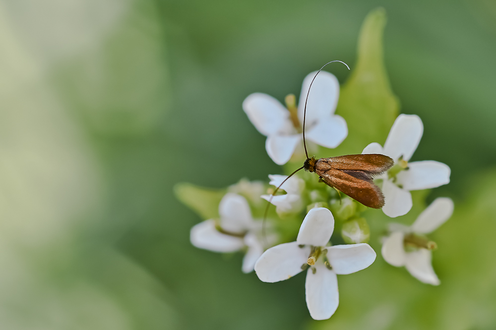 Nemophora metallica.jpg