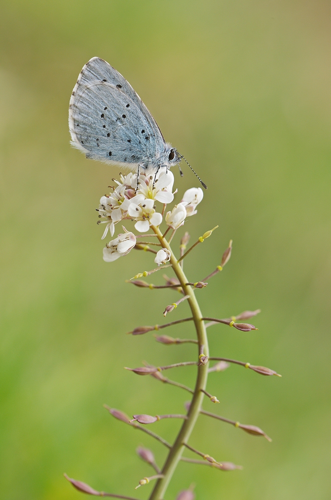 IMGP8066 breinig.JPG
