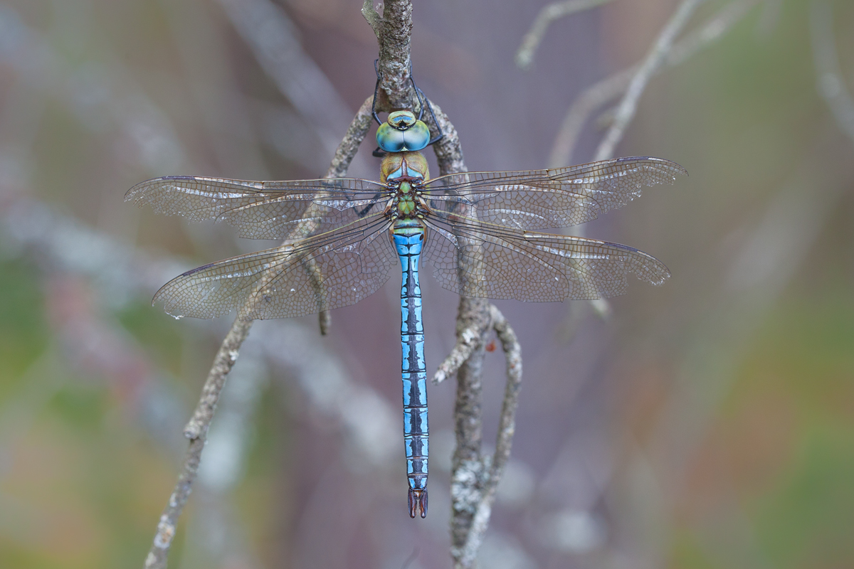 anax-imperator-aeshnidae120.jpg