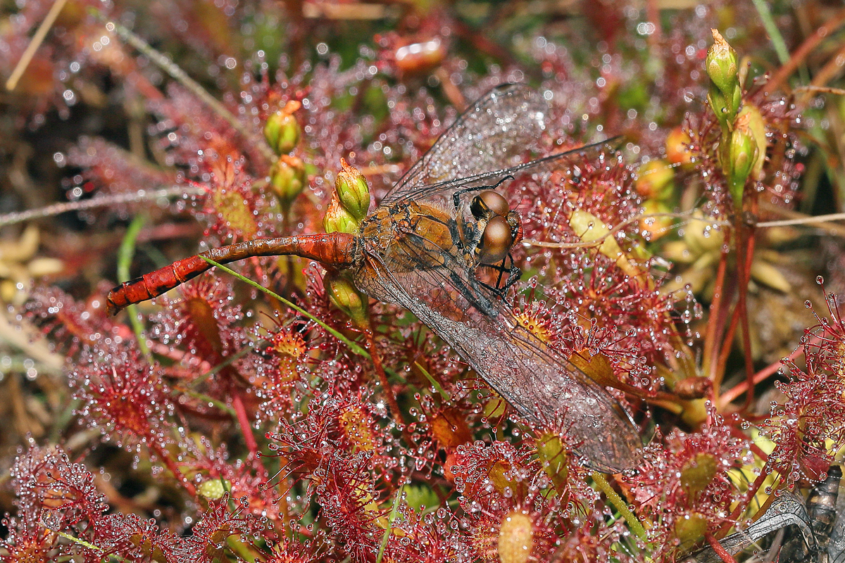 Mittlerer-Sonnentau-1200.jpg