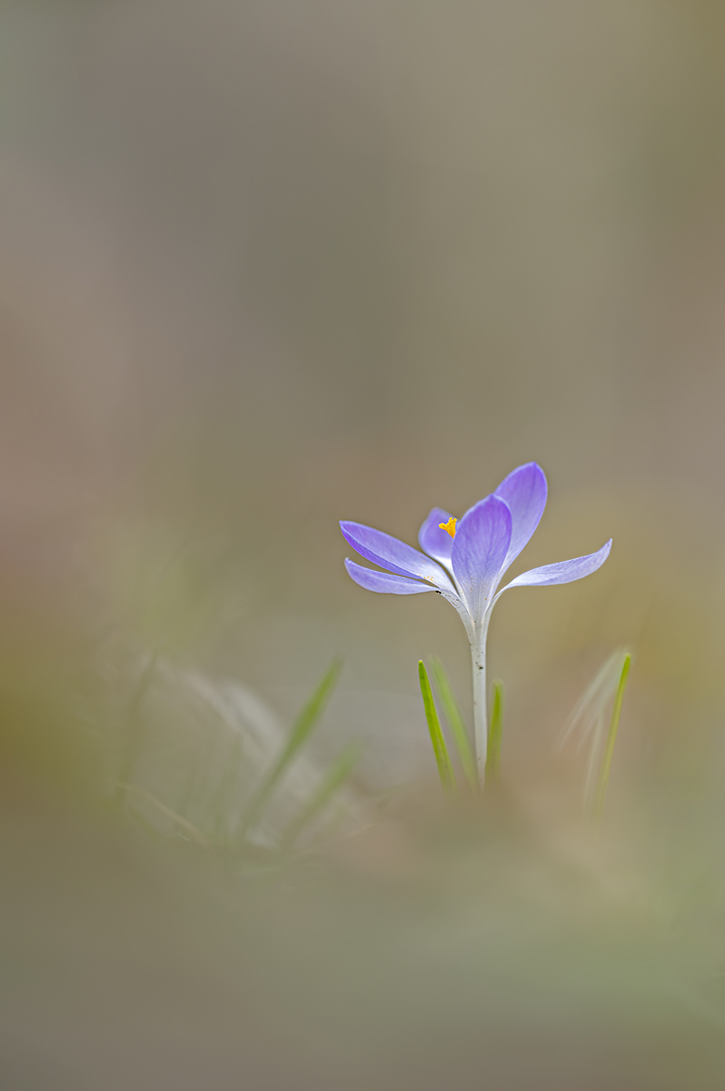 compKrokus26.3.2021OberseeDSC1018.jpg