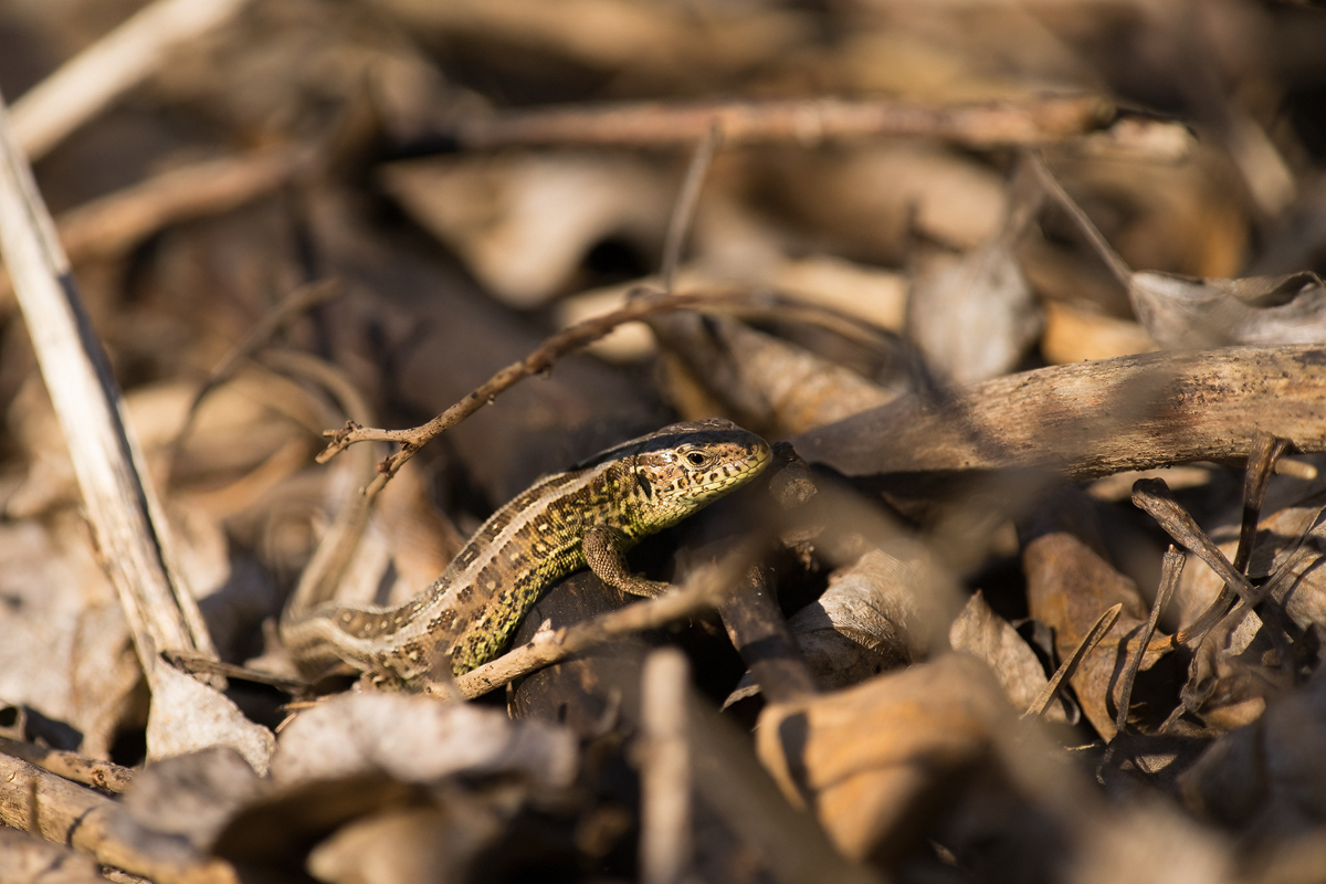 20210404-155724-(HL)-Lacerta-agilis-Zauneidechse-B16H16.jpg