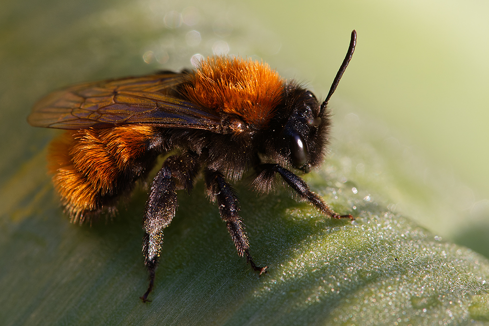 Andrena_fulva.jpg