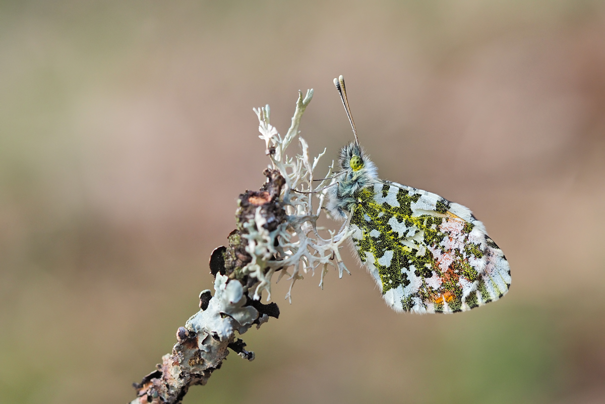 Anthocharis-cardamines3-zoog43847_9---Kopie.jpg