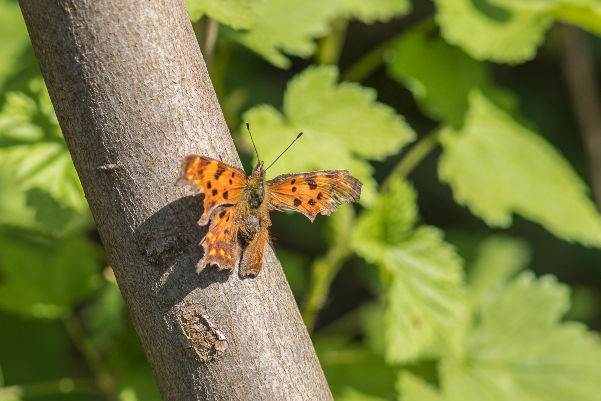 IMG_7150_Der kleine Kämpfer_C-Falter_.jpg