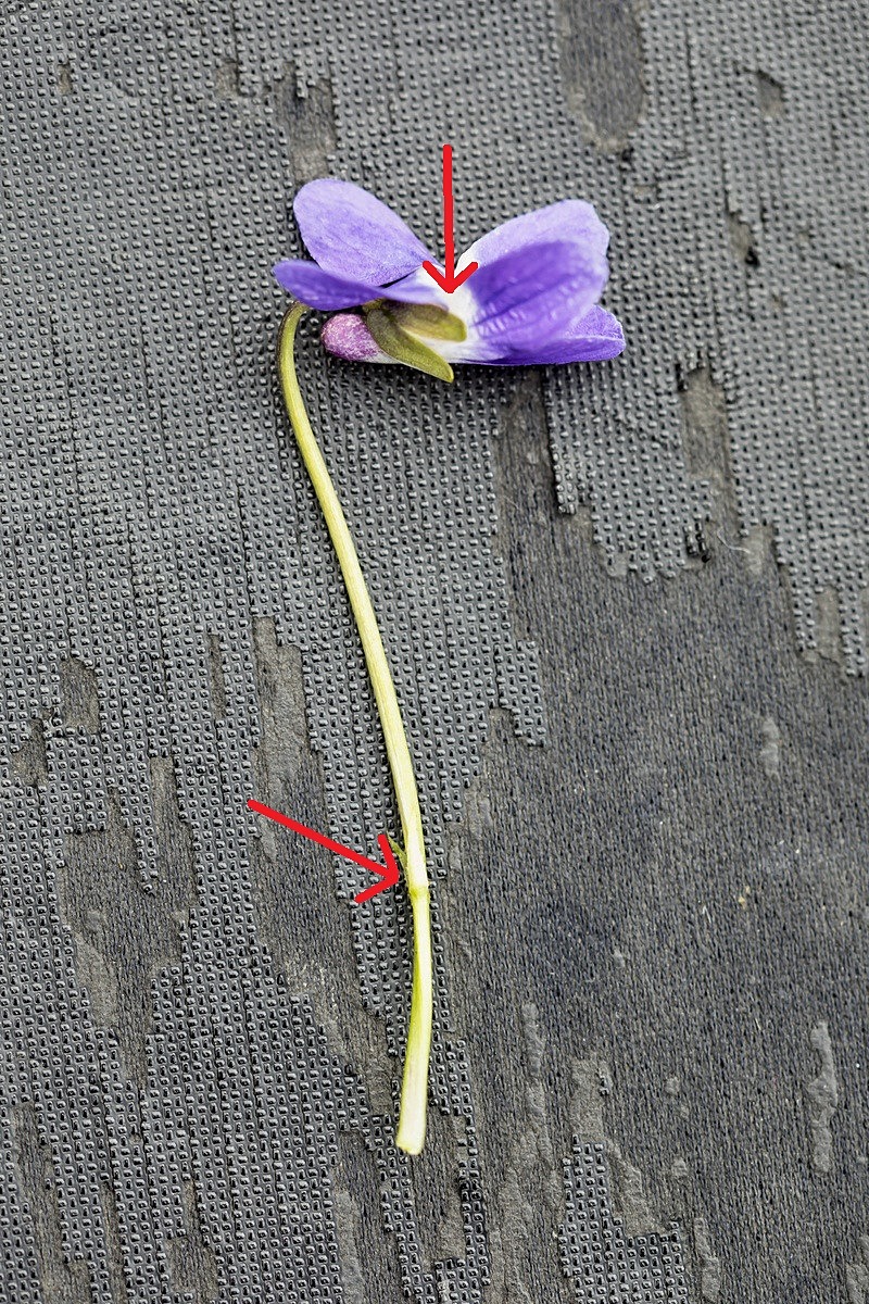 Viola suavis (1)-2-5.jpg