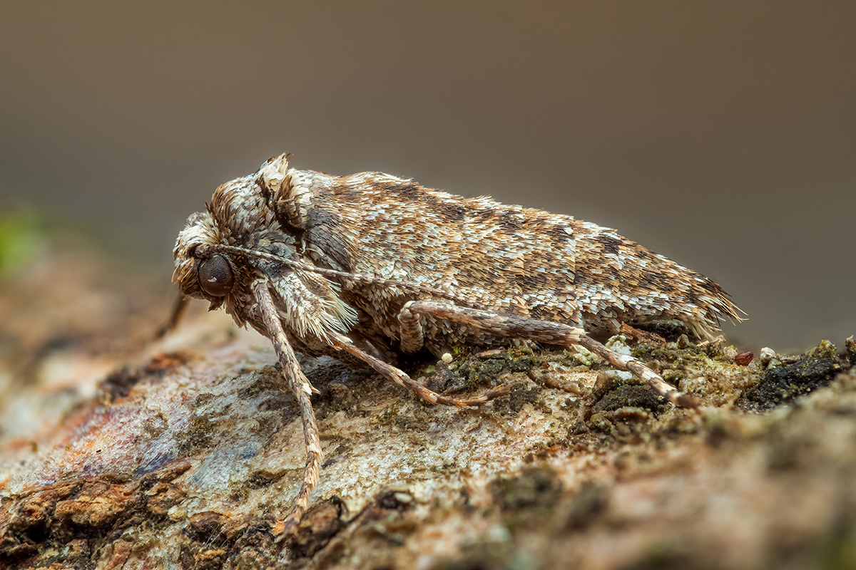 MIR-20210227-2270623-684--ZS-PMax-retouched-Bearbeitet.jpg