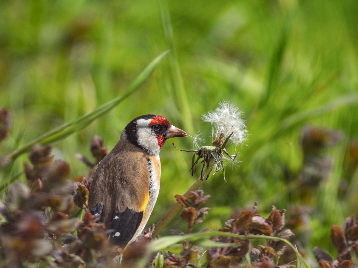 Distelfink-Pusteblume-3.jpg