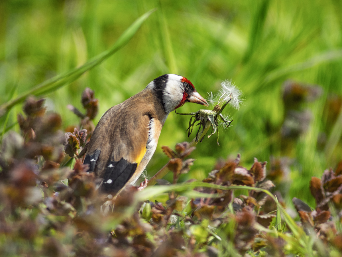 Distelfink-Pusteblume-4.jpg