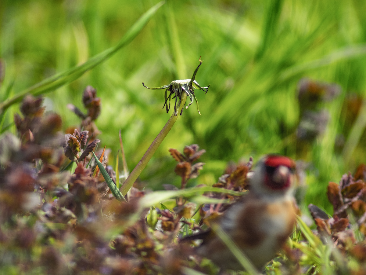 Distelfink-Pusteblume-6.jpg