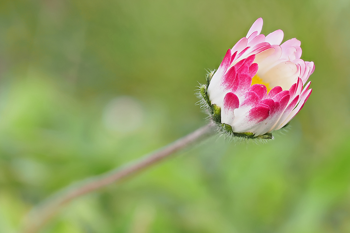 Gänseblümchen2_1.jpg