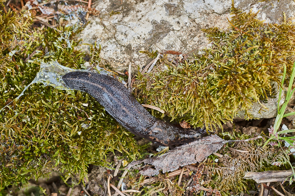 Schnecke 1.jpg