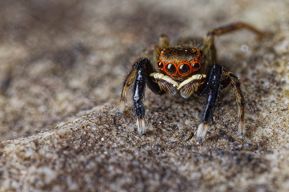 Euophrys frontalis-1-999.jpg