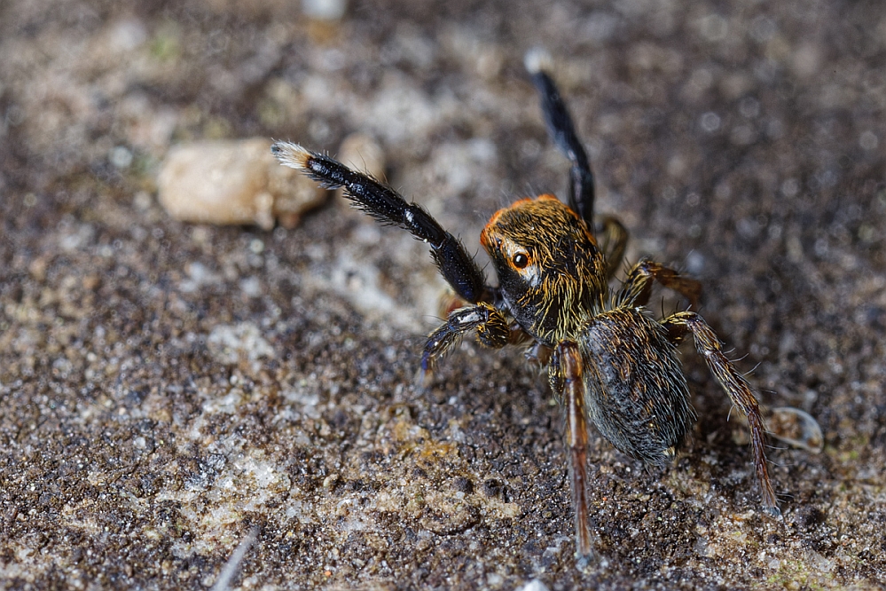 Euophrys frontalis-2-999.jpg