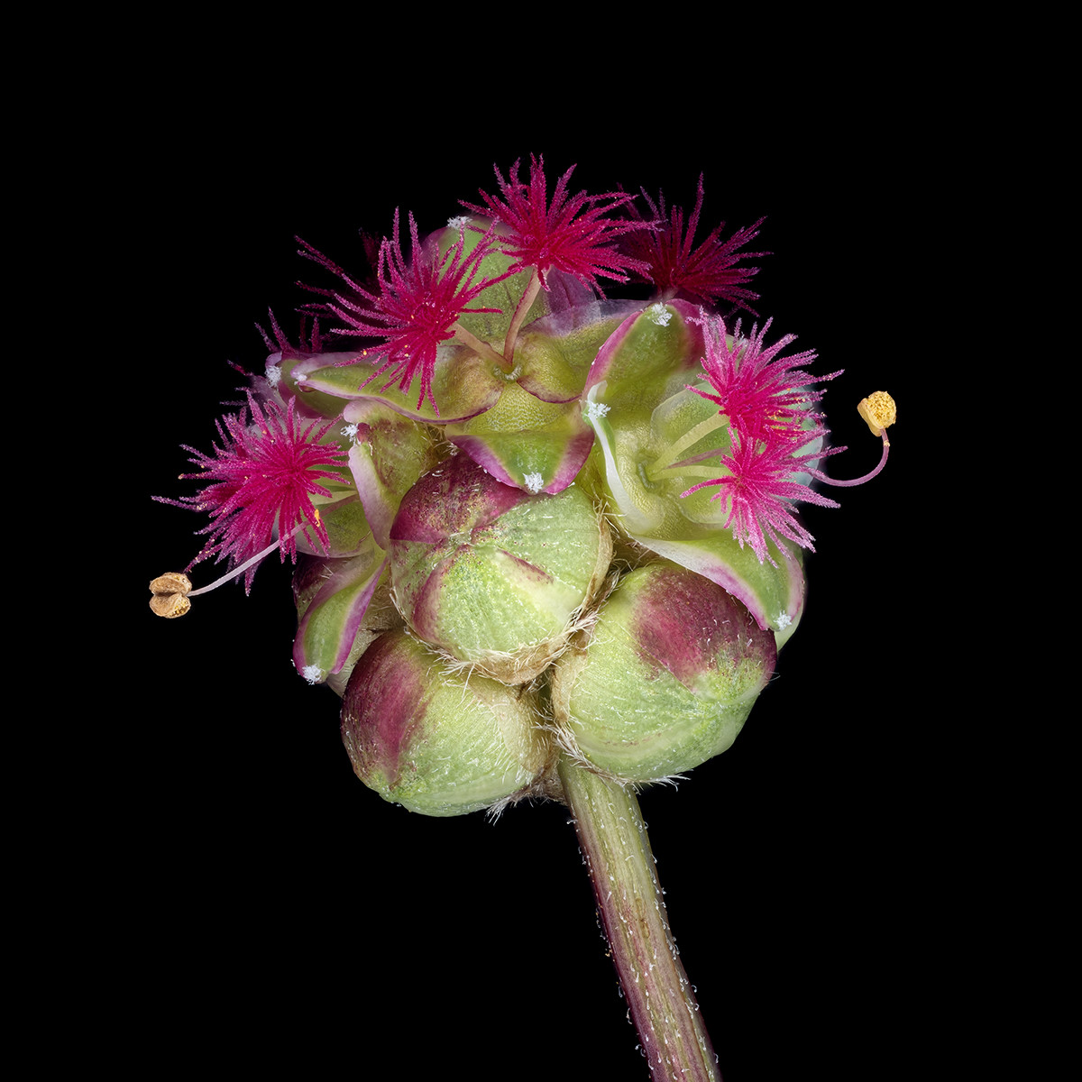 05241_D810_Rodagon75D2_2zu1_Sanguisorba_minor_0p05.JPG