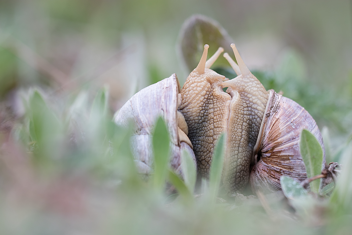 MFV_20210513-Helix pomatia-IMG_4505.jpg