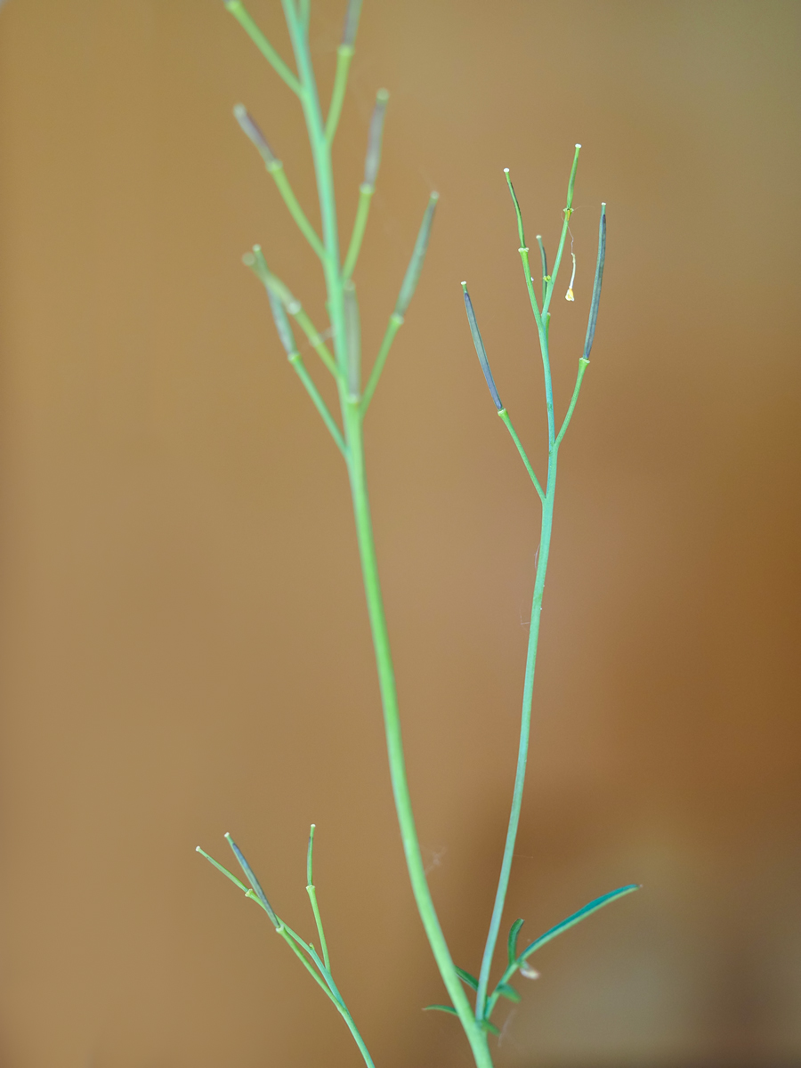 Aurora-raupe-OGG49697---Kopie.jpg
