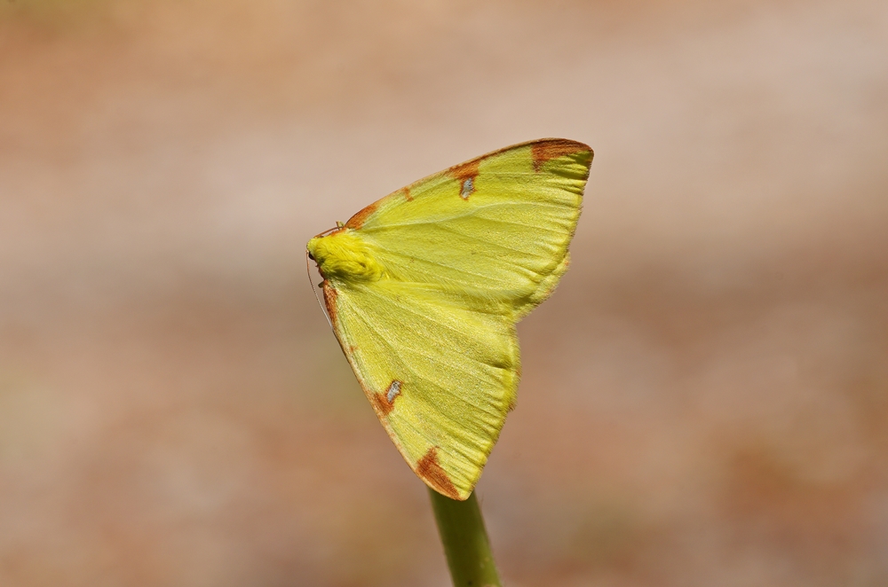 IMGP1039 lampertstal.JPG