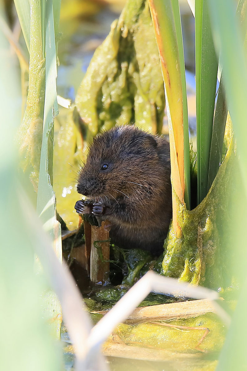 Schermaus-4990--web.jpg