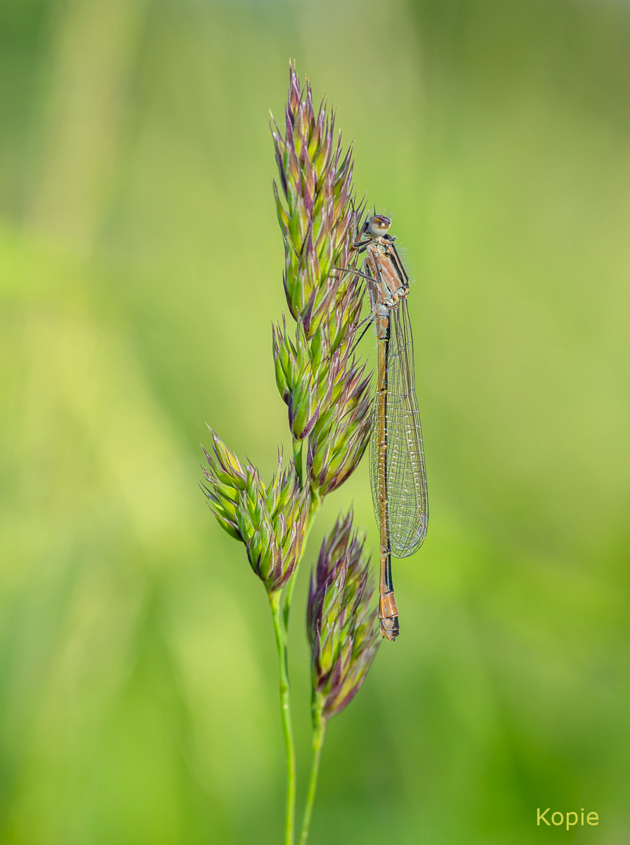 Große-Pechlibelle-Weibchen-3.jpg