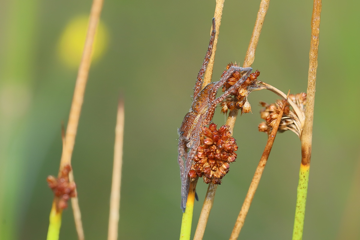 1 Dolomedes-fimbriatus61200.jpg