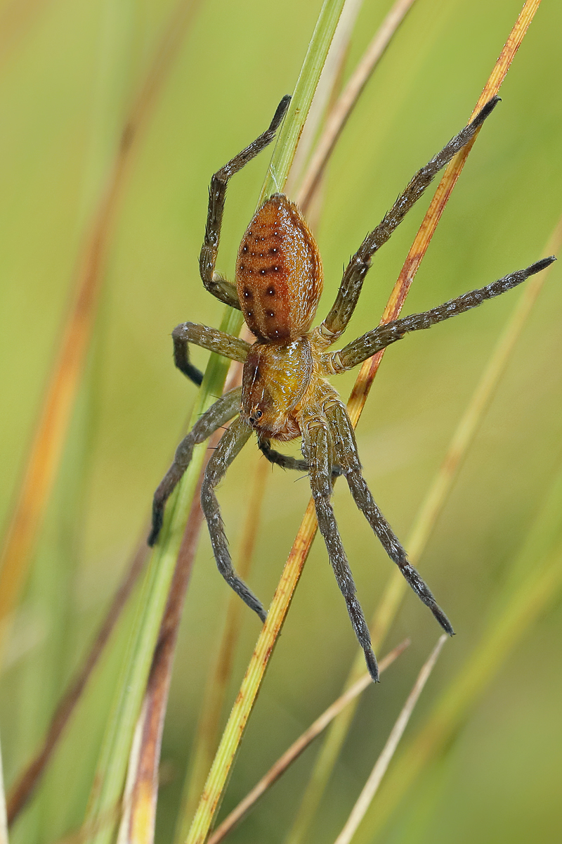 2 Dolomedes-fimbriatus71200.jpg