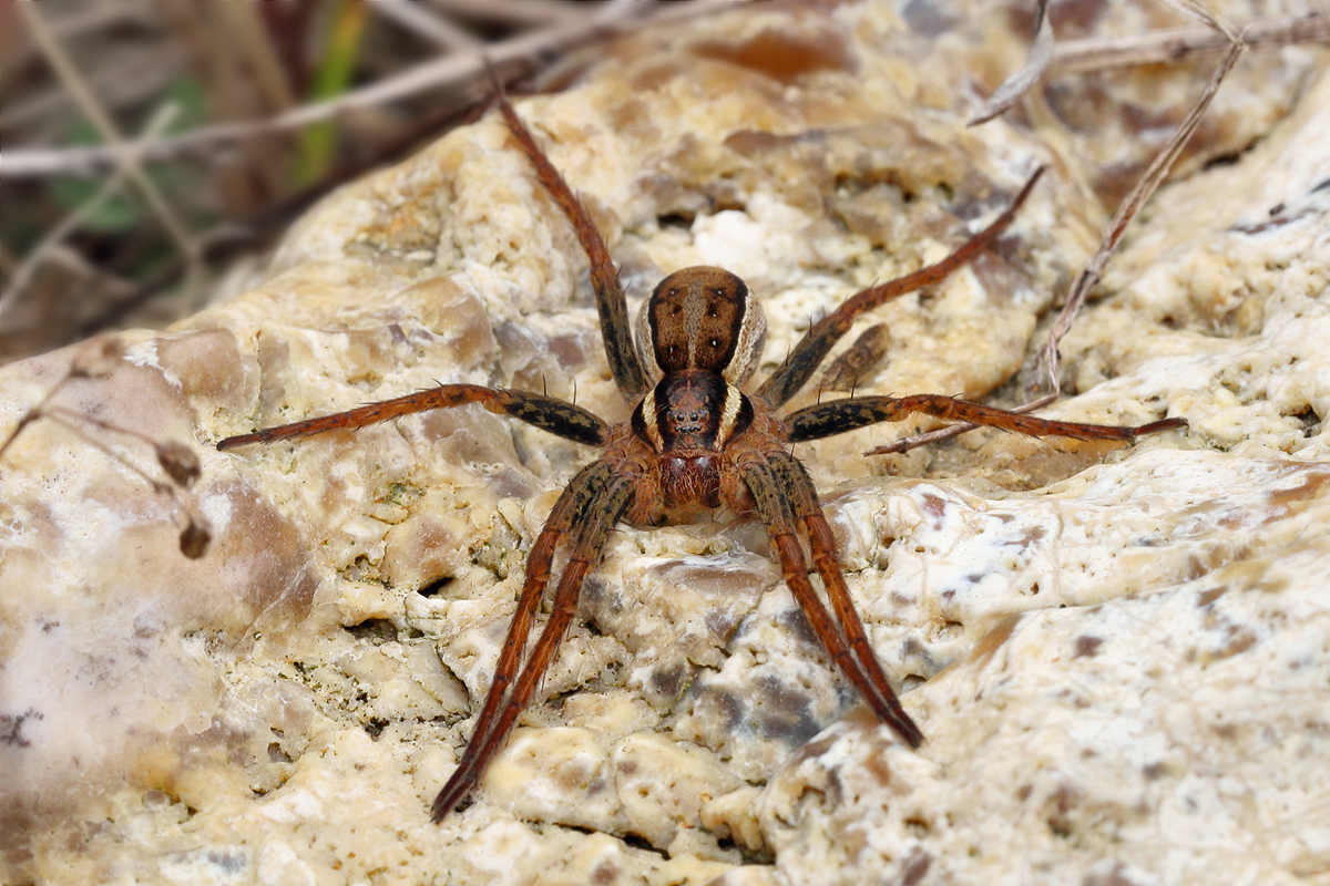 3 Dolomedes-fimbriatus-758012.jpg