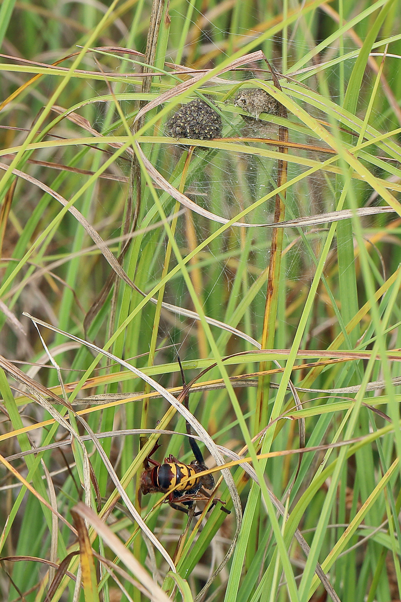 4 Dolomedes-fihornisse-1200.jpg