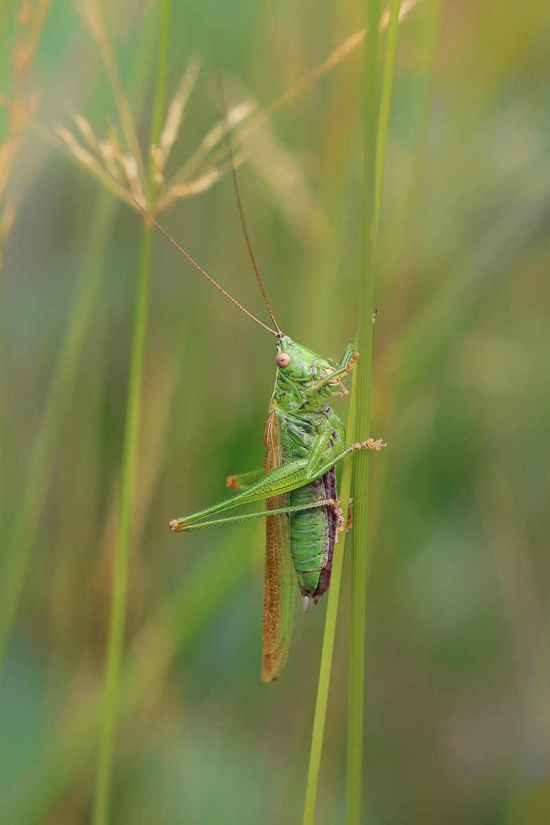 5 Conocephalus-fuscus1200.jpg