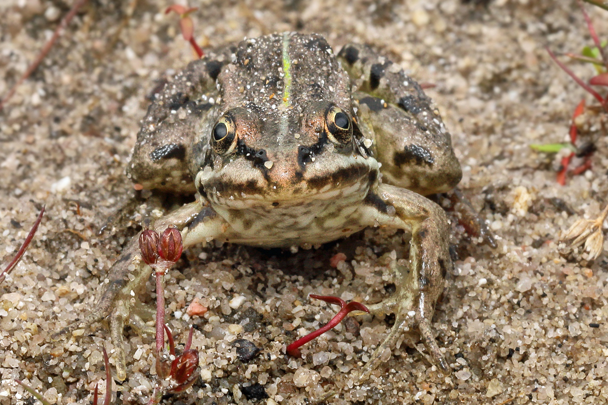 6 Teichfrosch-Amphibien1200b.jpg