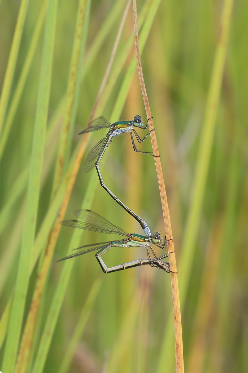7 Lestes-virens1200.jpg