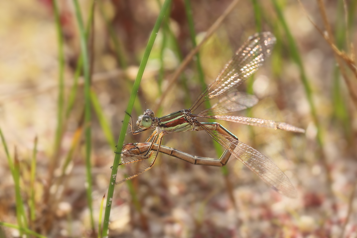 8 Lestes-barbarus-r-12007823a.jpg