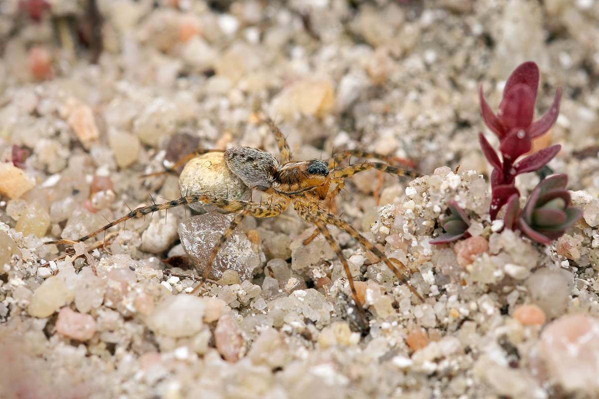 9 Pardosa-cf nigriceps 12007509a.jpg