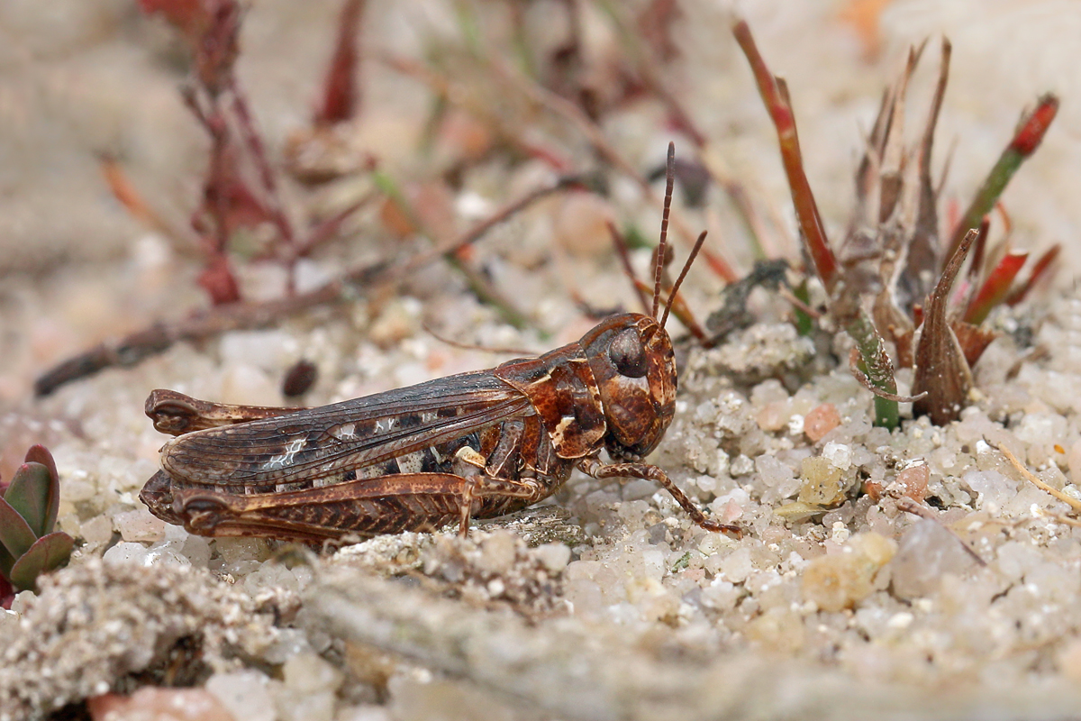10 Myrmeleotettix-maculata-748.jpg