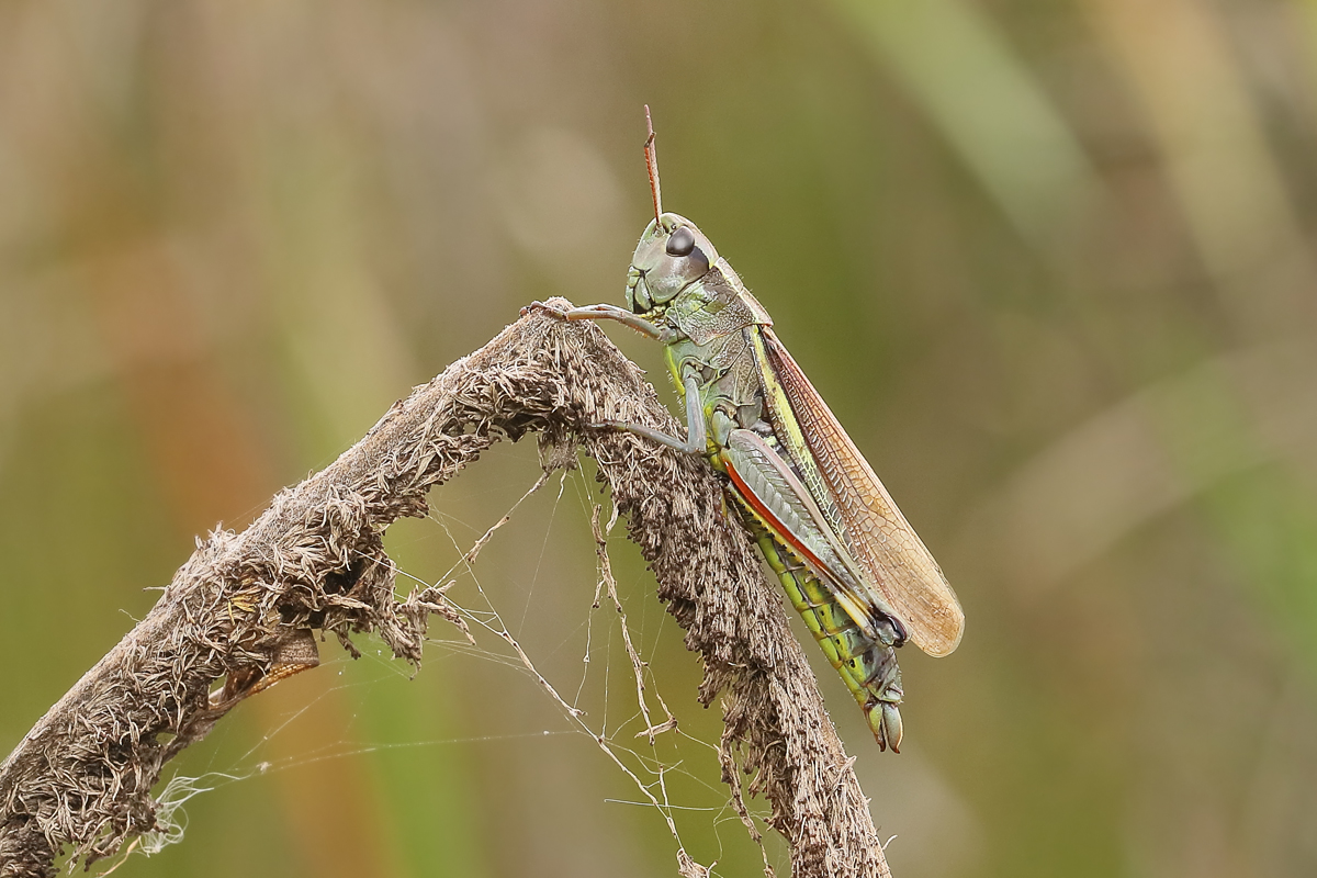 12 Stethophyma-grossum8533a120.jpg