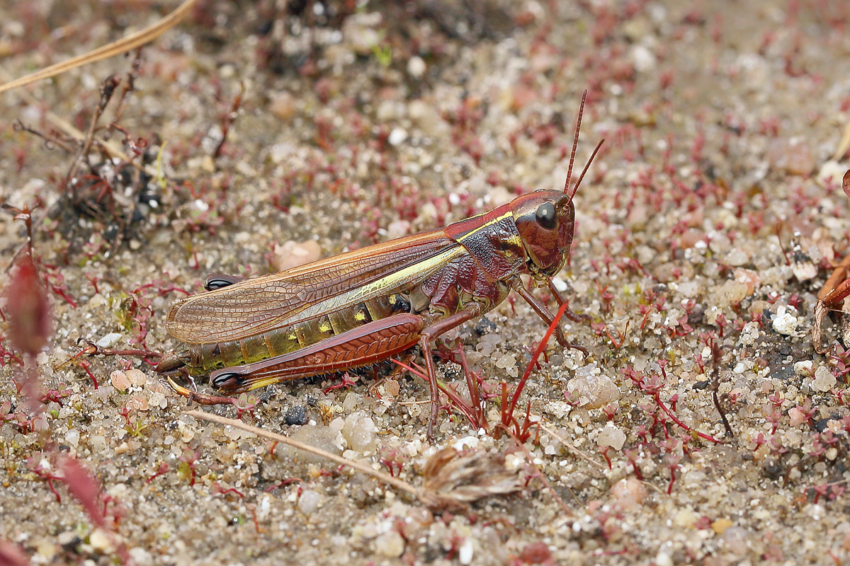13 Stethophyma-grossum1200.jpg