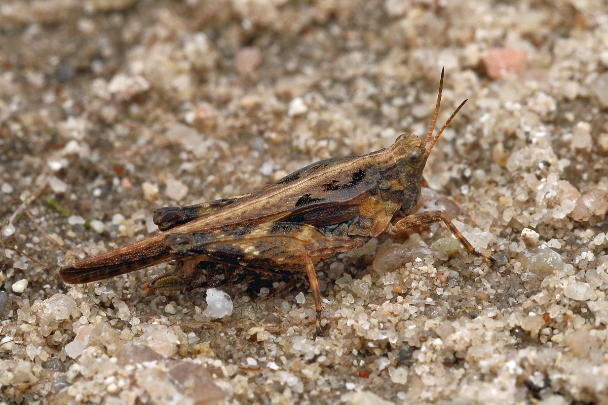 15 Tetrix-subulata-12007444ab.jpg